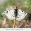 parnassius mnemosyne female ex ovo3